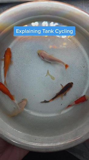 Understanding Aquarium Cycling: Goldfish Method Explained