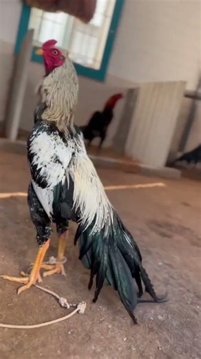 Nonstop Hitter The Top Class Fighter #aseelmurga Most Dengerous For The Long Tail