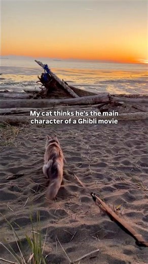 Is my cat living in a Studio Ghibli film? #adventurecat #ghibli #sunset #mainecoon #cat