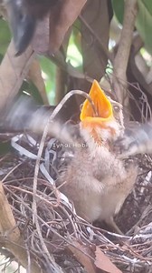 The moment a baby bird swallows a large lizard | Iyhal Habiba