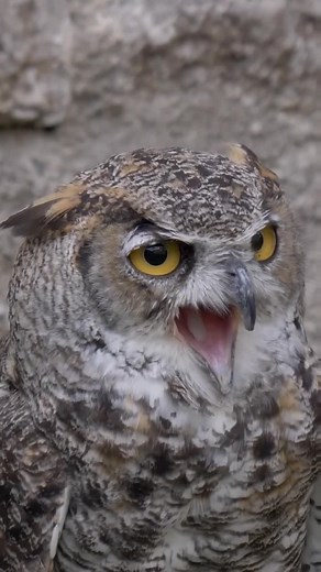 What sound does an owl make? (Not all of them hoot!)🦉 #AnimalFacts #LearnOnTikTok #TikTokPartner #TikTokAnimals #animals #owl #NightOwl
