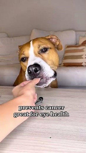 Benefits of Spinach for Dogs