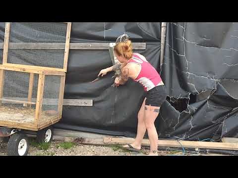 Culling a rooster using a kill cone