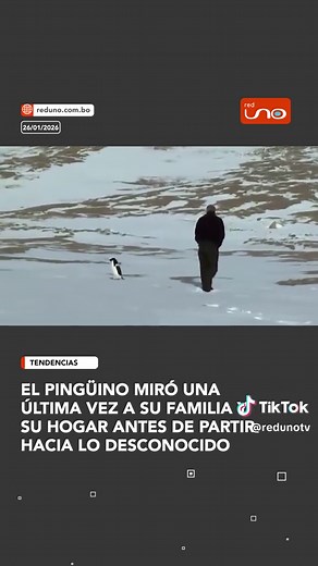 Pingüino solitario enfrenta su destino en Antártida