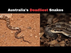 Australia's Deadliest Snakes (Beware)