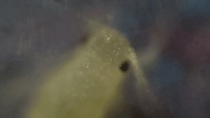 「Photo Aphids Insects Moving Under Microscope」の動画素材（ロイヤリティフリー）3734655373 | Shutterstock