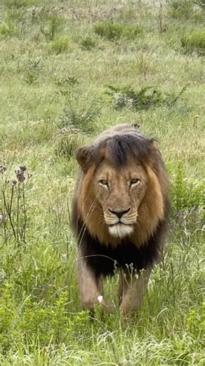 Why Does This Lion Look So Different?