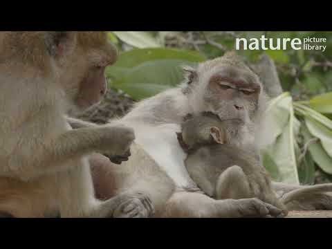 Infant Long-tailed macaque suckling and cuddling with mother, before being snatched, Thailand