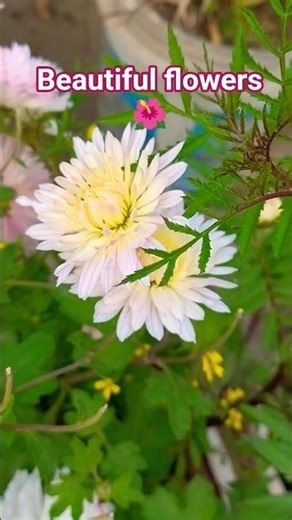 Different types of flowers 🌺 #shorts #flowers #youtubeshorts #garden #nature #rose #trending #love