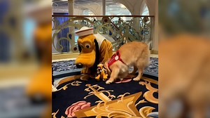Darling Disney moment: Pluto warmly greets golden retriever superfan