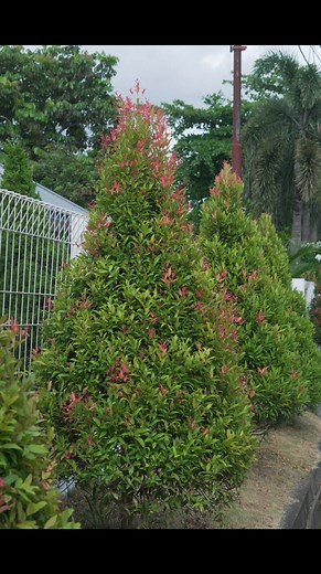 Mari mengenal dan ketahui manfaat dari Pucuk merah atau daun pucuk merah. Pucuk merah merupakan spesies tumbuhan yang dikenal sebagai tanaman hias yang berasal dari genus Syzygium, famili Myrtaceae. Bunga yang masuk dalam Jenis tanaman perdu ini, yang biasanya dijadikan tanaman hias di pekarangan rumah, perkantoran dan sebagainya serta masih termasuk ke dalam family yang sama dengan tanaman cengkih. Bila diperhatikan, bentuk tajuk dan daunnya pun sangat menyerupai tanaman cengkih. Tumbuhan ini m