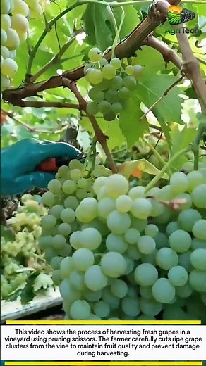 Fresh Grape Harvesting Process | Modern Vineyard Farming