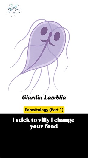 Intestinal invaders! Which intestinal parasite causes flask-shaped ulcers in the colon? A) Giardia lamblia B) Entamoeba histolytica C) Ascaris lumbricoides 🪱 They live in your gut… and now they’re singing about it! 😂 🎵 Educational. Funny. Disgustingly catchy. #MedTune #ParasitologySeries #IntestinalInvaders #MedicalReels #FunnyButEducational #MedStudentLife | MedTunes