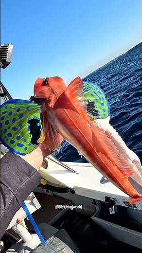 The Prettiest Fish in The Ocean