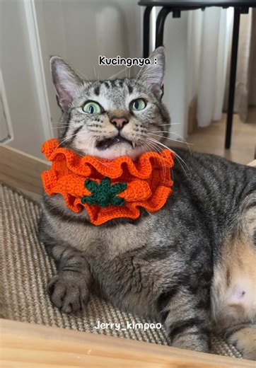 Kucing yang Sama: Rebah Santai Ala Kucing