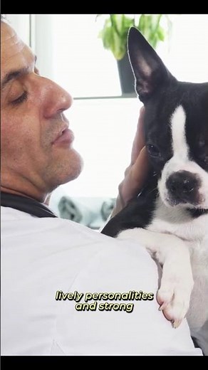 Boston Terrier_ Breed Spotlight