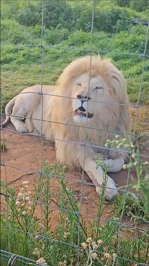 Powerful Lion Roar Near the Fence | Understanding Lion Communication | #wildlife #lion #animals
