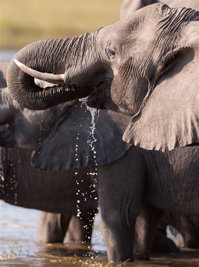 Discover the Amazing Dexterity of Elephant Trunks