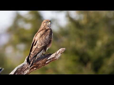 The song of the Common buzzard - Nature and Bird Sounds | 10 Hours