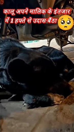 प्लूटो स्ट्रीट डॉग उदास बैठा मालिक के इंतज़ार में ❤️ | Emotional Dog Video#sad#street dog pluto