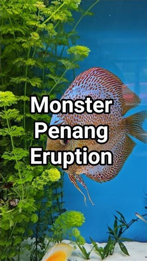 Hes a beauty of a discus fish #aquarium