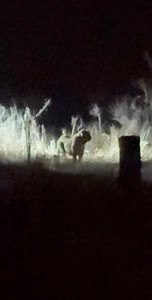 45K views · 267 reactions | Two leopards mating just outside our house last night  An unreal experience to witness in person — even if the footage isn’t the best, the moment was unforgettable! #leopard #wildlife #safari #nature #africa #wild #leopardprint #leopards #fyp #leopardsmating #southafrica | Esther Boshoff | Facebook