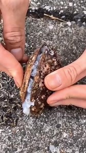 12M views · 87K reactions | Best Camouflage on Earth! #nature #animals #octopus | Jacob Colvin | Facebook