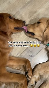 6.8M views · 292K reactions | First kiss gone wrong  | gamja my potato | Facebook