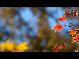 平林寺紅葉２０２５