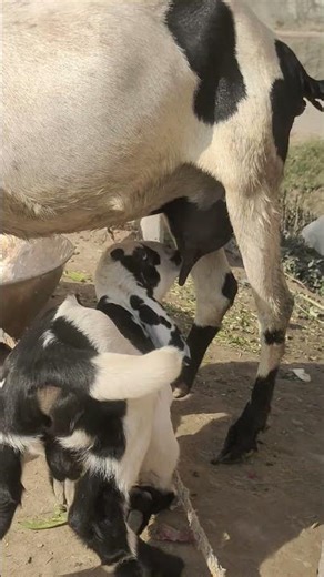 Nature’s Sweetest Moment: Baby Goat Nursing