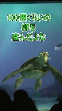 How are sea turtles born? [Turtle Talk] Tokyo DisneySea