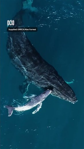 Drone captures rare video of 'magical moment' whale birth | ABC NEWS