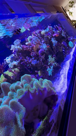 Social Reefers on Instagram: "Large toadstool corals don’t grow overnight — they thrive with consistency and stability. 🌿 Strong but indirect flow helps them shed their waxy layer and breathe, while moderate lighting keeps their polyps extended and feeding. Keep alkalinity, calcium, and magnesium stable, and avoid big swings in nutrients — slightly “dirty” water with low but detectable nitrates and phosphates actually fuels growth. Occasional feeding of fine plankton or reef roids can give them