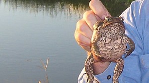 MP backs golf club kill method despite RSPCA warning