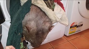3.4M views · 8.4K reactions | Happy Wombat Wednesday! The perfect day for a pick-me-up. Sleepy Burrows Wombat Sanctuary agrees that things are a bit crazy right now but "it could be worse, you could have a wombat in your washing machine". The sanctuary north of the ACT is planning to only post happy wombat videos for a while, so they're definitely worth following if you want something brighter in your newsfeed. | ABC Canberra | Facebook