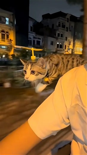 “A Flying Cat with Doraemon’s Bamboo-Copter 😺🚁✨”#ytshorts #shorts