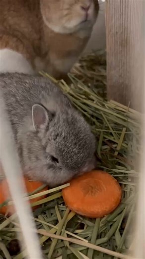 ニンジンを食べる仔ウサギ🥕#ウサギ　#ネザーランドドワーフ　#八木山動物公園　#八木山　＃動物園　＃zoo　＃仙台　＃親子　＃お出かけ