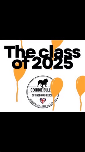 As we step into a new year — and into our 10th year of Geordie Bullies Springboard Rescue — Clair and I feel an overwhelming sense of gratitude and pride. What started as a simple idea to help a few bulldogs and run a small walking group has grown into something we never could have imagined. Today, GBSR is supported by over 200 volunteers, an administration team of 12, with two dedicated staff members whose lives are completely consumed by dogs. None of this existed in the beginning. When you bu