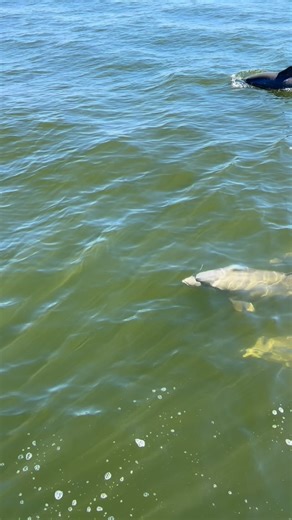 When the dolphins decide to ride 𝘳𝘪𝘨𝘩𝘵 alongside you… that’s when the magic hits 🥹🐬 Up-close moments like these are what make our Dolphin & Wildlife Cruise’s pure paradise! ✨ 📸: Captain Evan . . #Dolphins #OceanMagic #Moments #FloridaVibes #Dolphin #Wildlife #Cruise #Sanibel #Island #AIPCruises #SWFL | Adventures in Paradise Cruises & Crew
