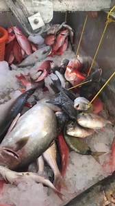 They caught a huge queen trigger today on the Gulf Stream Trip! Check it out! | Crazy Sister Marina