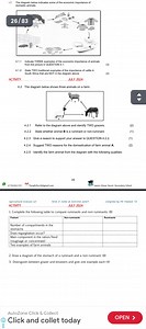 Complete the following table to compare ruminants and non-rumin... | Filo