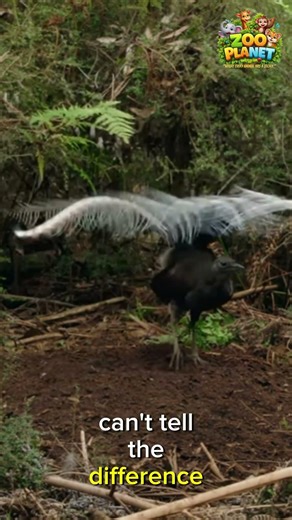 The Best Mimic in the Animal Kingdom!