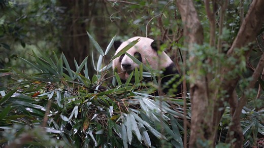 Panda’s wealth is impossible to hide. This overflowing bamboo supply is the best proof. (He Hua) #panda #foodie #HiPanda #ChengduPandaBase #PandaFun For more panda information, please check out: https://en.ipanda.com | iPanda