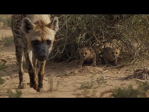 Cheetah Cubs Face Their First Real Test While Their Mother Is Away