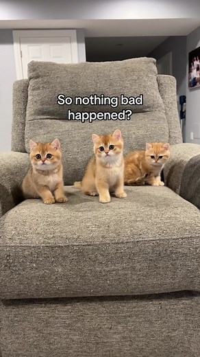 Golden Whiskers Cattery Cute Kittens Video