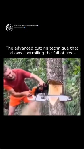 LevelUpNoow🔥 | Self-Growth | Tree felling using the mortise and tenon technique is considered one of the most advanced and precise practices in forestry work. In this... | Instagram