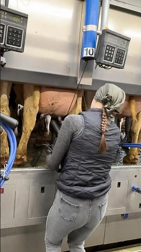 Udder Wash to Fresh Milk 🐄 Farm Girl’s Smart Milking Routine Revealed