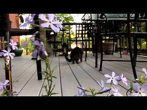 Testing out Sony HVR-MRC-1