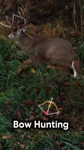 This Stepped Into Bow Range | USA#shorts