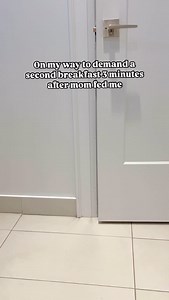 255 reactions · 5 comments | Longest 3 minutes ever  Do you get second breakfast? Happy Wednesday! ❤️ Pippa . . . . . . #chihuahua #dogsofig #doglife #doggos #chihuahuasofinstagram #ilovemydog #dogreels #doglover #rescuedog #chihuahualife #dogfluencer #funnydogreels #discoverunder100k #dogoftheday #dogsofinstagram #smalldogs #funnydogs #funnypets | Pippa the rescue chi | Facebook